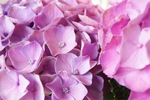紫陽花アジサイ 鉢植え インテリアグリーン 送料無料 ネット通販花屋花樹有（かじゅある )