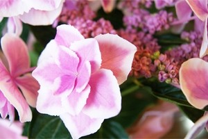 紫陽花アジサイ 鉢植え インテリアグリーン 送料無料 ネット通販花屋花樹有（かじゅある )