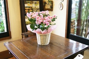 紫陽花アジサイ 鉢植え インテリアグリーン 送料無料 ネット通販花屋花樹有（かじゅある )