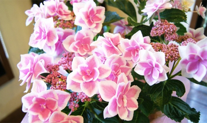 紫陽花アジサイ 鉢植え インテリアグリーン 送料無料 ネット通販花屋花樹有（かじゅある )