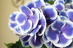 紫陽花アジサイ　鉢植え　インテリアグリーン　送料無料　ネット通販花屋花樹有（かじゅある )