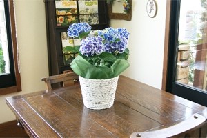 紫陽花アジサイ　鉢植え　インテリアグリーン　送料無料　ネット通販花屋花樹有（かじゅある )