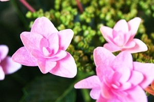 紫陽花アジサイ　鉢植え　インテリアグリーン　送料無料　ネット通販花屋花樹有（かじゅある )