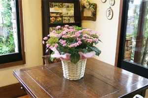 紫陽花アジサイ　鉢植え　インテリアグリーン　送料無料　ネット通販花屋花樹有（かじゅある )