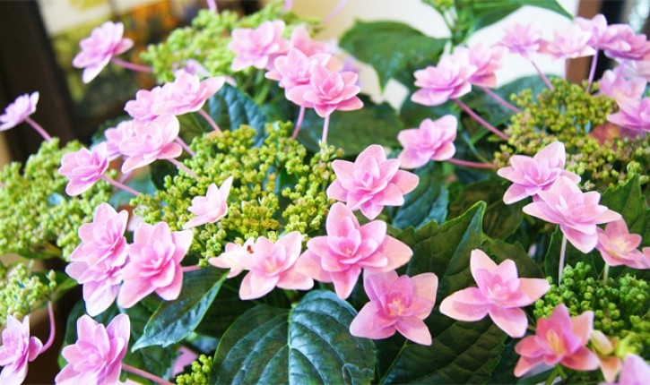 紫陽花アジサイ　鉢植え　インテリアグリーン　送料無料　ネット通販花屋花樹有（かじゅある )