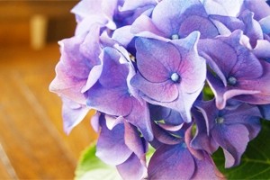 紫陽花アジサイ　鉢植え　インテリアグリーン　送料無料　ネット通販花屋花樹有（かじゅある )