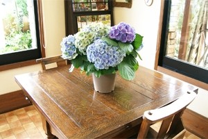 紫陽花アジサイ　鉢植え　インテリアグリーン　送料無料　ネット通販花屋花樹有（かじゅある )