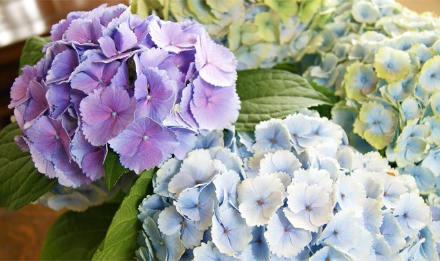 母の日 父の日 2023 花 プレゼント 紫陽花 あじさい アジサイ マジカルレボリューション 色が変わる 鉢植えの花 鉢植え 誕生日 父の日  結婚記念日