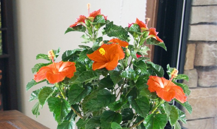 インテリアグリーン観葉植物　ハイビスカス　鉢植え　送料無料　ネット通販花屋花樹有（かじゅある )