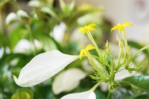 インテリアグリーン観葉植物 コンロンカ ハンカチの木 鉢植え 送料無料 ネット通販花屋花樹有（かじゅある )