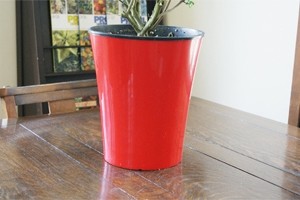 インテリアグリーン観葉植物 コンロンカ ハンカチの木 鉢植え 送料無料 ネット通販花屋花樹有（かじゅある )