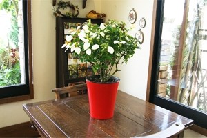 インテリアグリーン観葉植物 コンロンカ ハンカチの木 鉢植え 送料無料 ネット通販花屋花樹有（かじゅある )