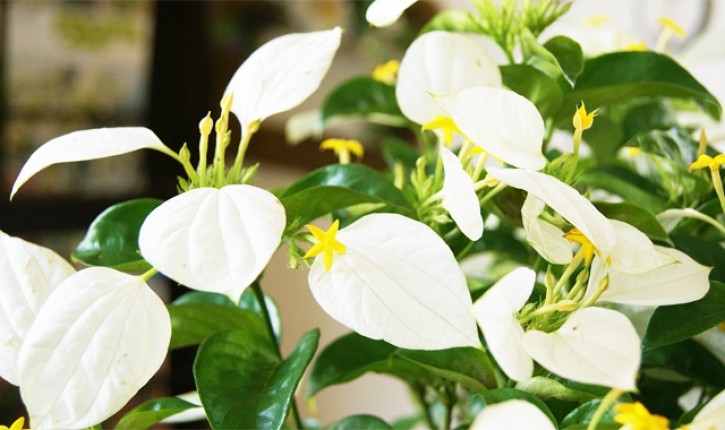 インテリアグリーン観葉植物 コンロンカ ハンカチの木 鉢植え 送料無料 ネット通販花屋花樹有（かじゅある )