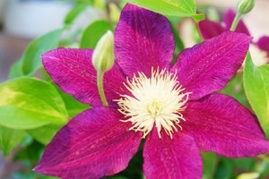 モンステラ　観葉植物　インテリアグリーン　送料無料　ネット通販花屋花樹有（かじゅある )