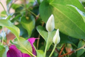 モンステラ　観葉植物　インテリアグリーン　送料無料　ネット通販花屋花樹有（かじゅある )