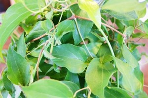 モンステラ　観葉植物　インテリアグリーン　送料無料　ネット通販花屋花樹有（かじゅある )