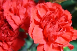 母の日　カーネーション　花瓶のいらない花束　フラワーギフト　送料無料　ネット通販花屋花樹有（かじゅある )