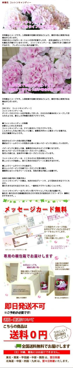 母の日 父の日 23 花 プレゼント あじさい 鉢植え ギフト コットンキャンディー ピンク アジサイ 5寸 送料無料 紫陽花 父の日 誕生日 花ギフト Cottonn C 花ギフト山形産果物野菜花樹有 通販 Yahoo ショッピング