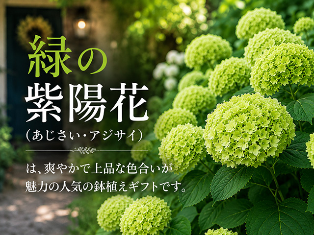 緑の紫陽花 グリーンアジサイ あじさい 鉢植えギフト