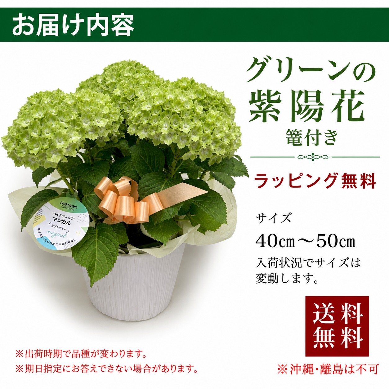 グリーンアジサイ 鉢植え プレゼント