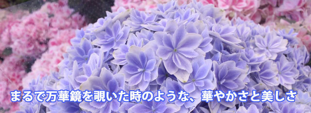 母の日父の日あじさい鉢植えプレゼントあじさい万華鏡色が選べる5寸5号篭付きラッピング無料ギフト送料無料紫陽花アジサイ 誕生日 結婚記念日 花樹有 山形の花屋 ネット通販 山形 花屋 花樹有（ かじゅある )