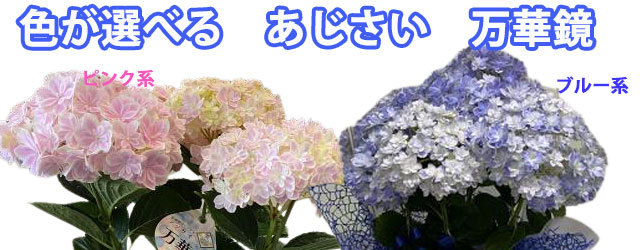 母の日父の日あじさい鉢植えプレゼントあじさい万華鏡色が選べる5寸5号篭付きラッピング無料ギフト送料無料紫陽花アジサイ 誕生日 結婚記念日 花樹有 山形の花屋 ネット通販 山形 花屋 花樹有（ かじゅある )