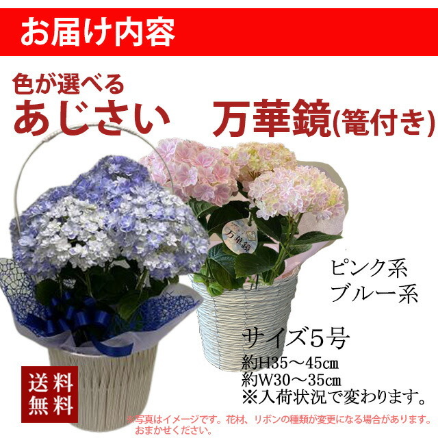 母の日父の日あじさい鉢植えプレゼントあじさい万華鏡色が選べる5寸5号篭付きラッピング無料ギフト送料無料紫陽花アジサイ 誕生日 結婚記念日 花樹有 山形の花屋 ネット通販 山形 花屋 花樹有（ かじゅある )