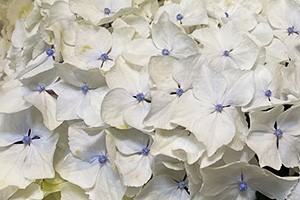紫陽花アジサイ 鉢植え インテリアグリーン 送料無料 ネット通販花屋花樹有（かじゅある )