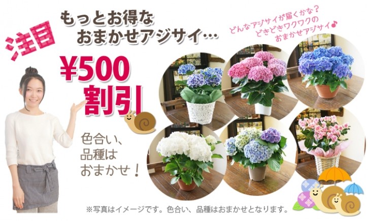 紫陽花アジサイ　鉢植え　色おまかせ