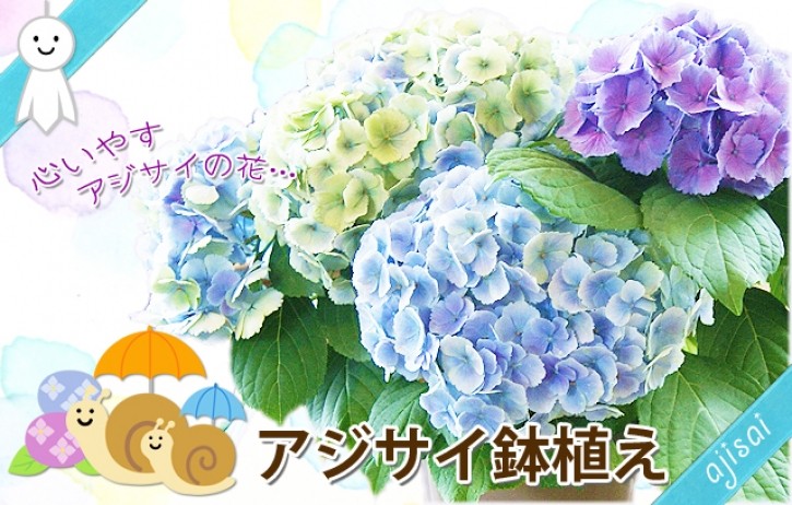 紫陽花アジサイ　鉢植え　３色から選べる