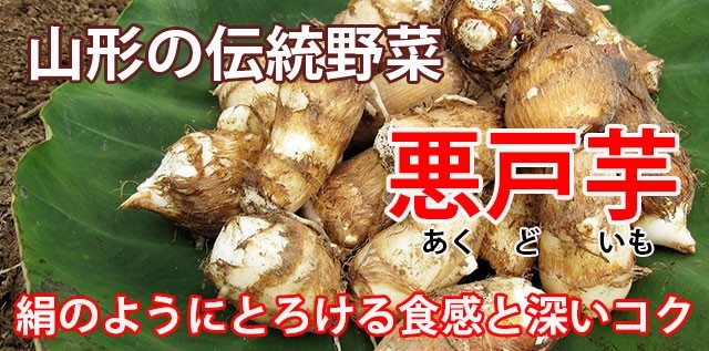 里芋 さといも サトイモ むき芋 洗い芋 山形産 悪戸芋 あくどいも