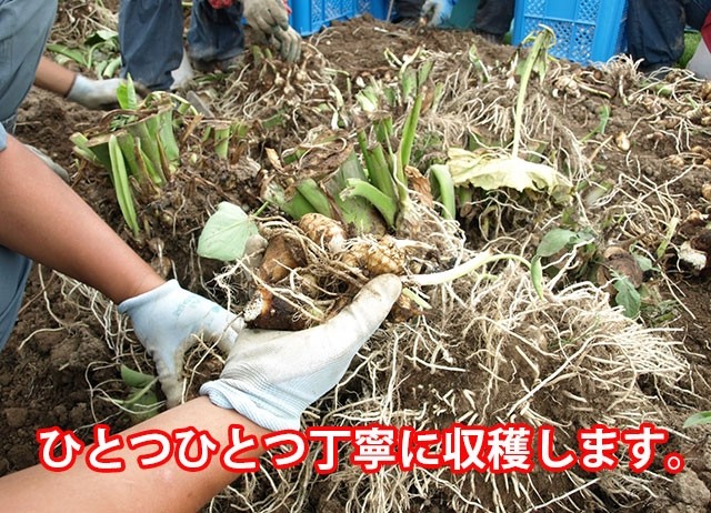 里芋 さといも サトイモ むき芋 洗い芋 山形産 悪戸芋 あくどいも