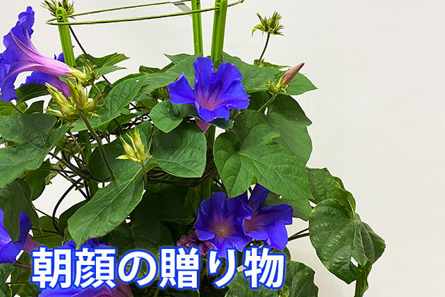 朝顔 あさがお アサガオ 鉢植え 西洋朝顔 ヘンリーブルー ６寸 誕生日 結婚記念日 ギフト 贈り物 花 花樹有