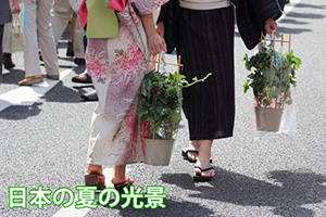 朝顔 あさがお アサガオ 鉢植え 西洋朝顔 ヘンリーブルー ６寸 誕生日 結婚記念日 ギフト 贈り物 花 花樹有