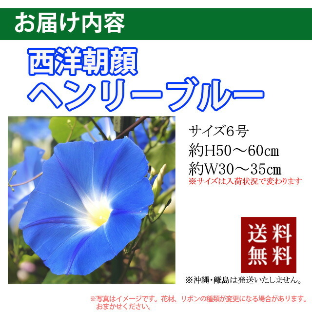 朝顔 あさがお アサガオ 鉢植え 西洋朝顔 ヘンリーブルー ６寸 誕生日 結婚記念日 ギフト 贈り物 花 花樹有