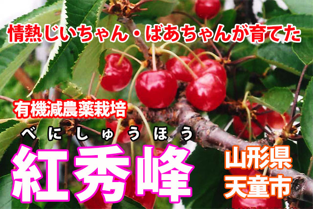 さくらんぼ　紅秀峰　山形県天童市　有機減農薬栽培　送料無料　農家直送