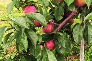 すもも　紅りょうぜん　西洋すもも　プラム　山形県産　1.5kg満杯詰め　産地直送