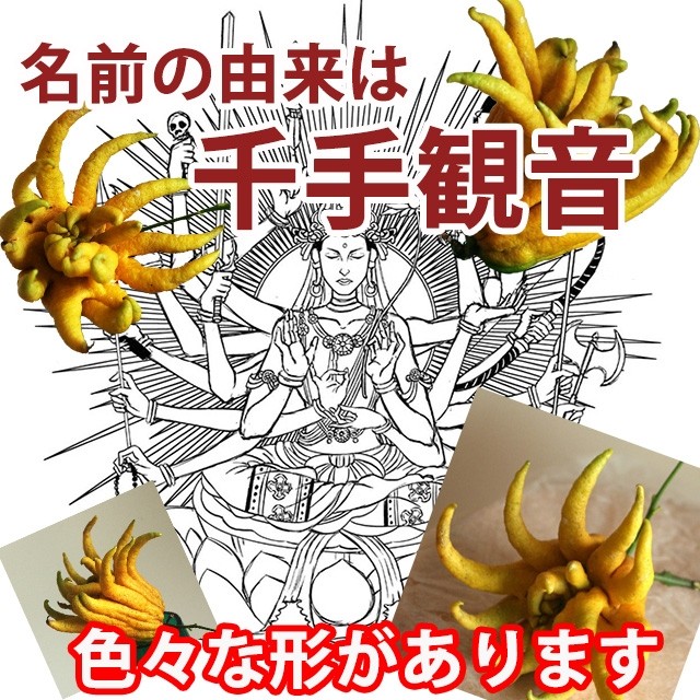 仏手柑 ぶしゅかん お正月飾 : 花ギフト山形産果物野菜花樹有 - 通販