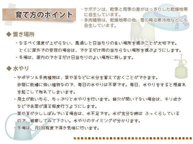 多肉植物 サボテン 育て方