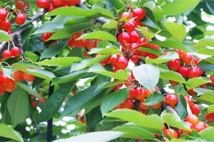 山形県産　サクランボ　佐藤錦　お取り寄せ　送料無料　フラワーギフト ネット通販花屋花樹有（かじゅある )　