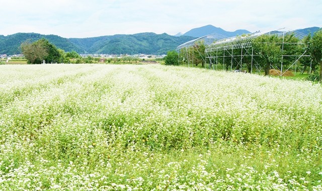 山形県産　サクランボ　佐藤錦　お取り寄せ　送料無料　フラワーギフト ネット通販花屋花樹有（かじゅある )　