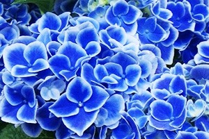 紫陽花 チボリ ブルー