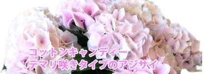 母の日 父の日 あじさい アジサイ 紫陽花 コットンキャンディー 誕生日 結婚記念日