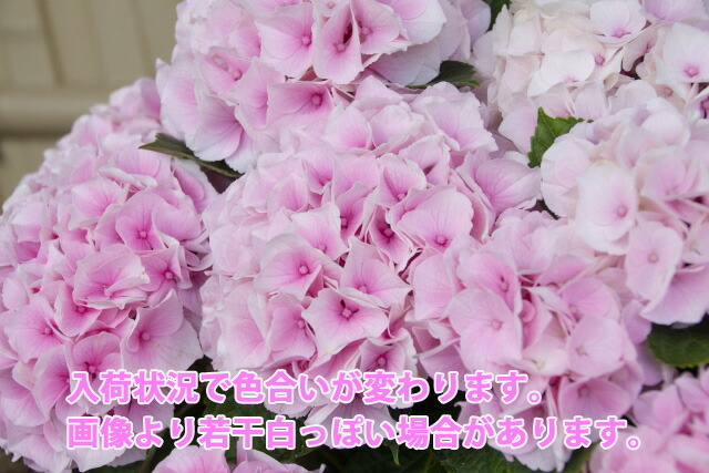 母の日 父の日 あじさい アジサイ 紫陽花 コットンキャンディー 誕生日 結婚記念日