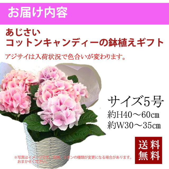 母の日 父の日 あじさい アジサイ 紫陽花 コットンキャンディー 誕生日 結婚記念日