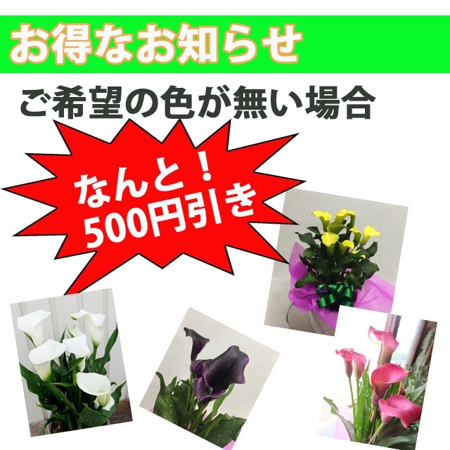 母の日 父の日 カラー 鉢植え 色が選べる 花鉢 白 黄色 ピンク 茶色 黒 送料無料 ギフト プレゼント 生花 苗 球根 誕生日 Calla Hachi 4color 花ギフト山形産果物野菜花樹有 通販 Yahoo ショッピング