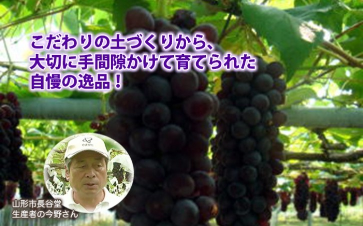 キングデラウェア　今野ぶどう園