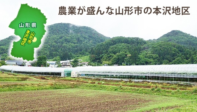 キングデラウェア　山形県山形市本沢地区