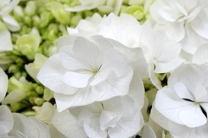 紫陽花アジサイ　鉢植え　インテリアグリーン　送料無料　ネット通販花屋花樹有（かじゅある )