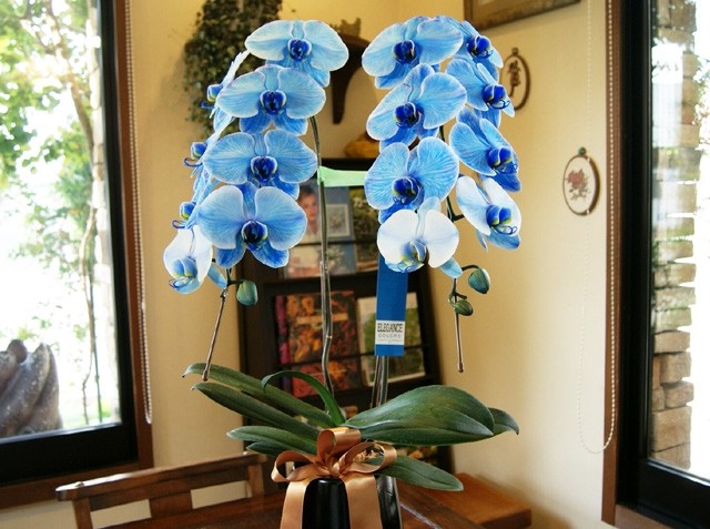 青い胡蝶蘭 鉢花 ブルーエレガンス 花 ガーデニング ２本立